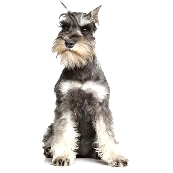 Цвергшнауцер