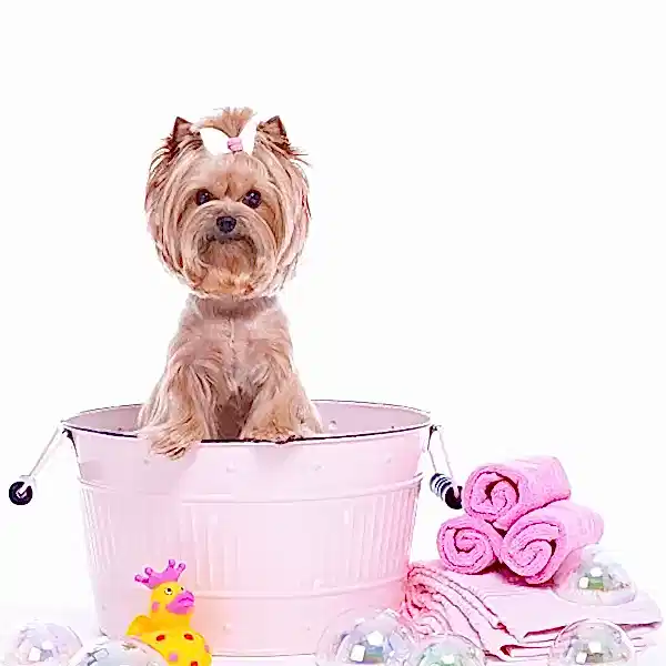 Щенки до 8 месяцев - 15% скидка