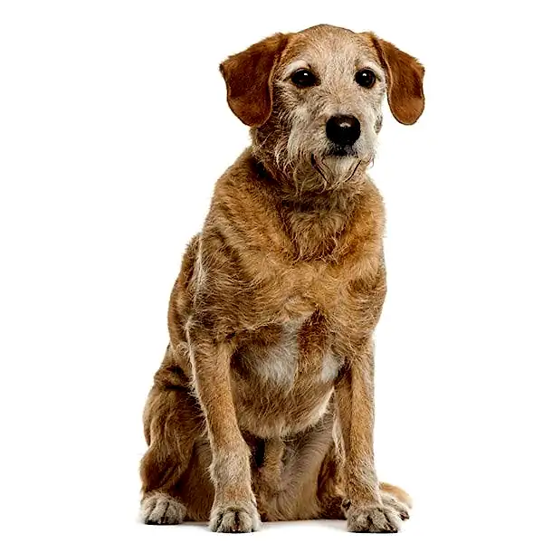 Метис / дворняга