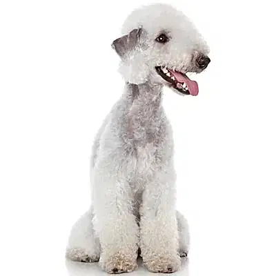 Бедлингтон терьер