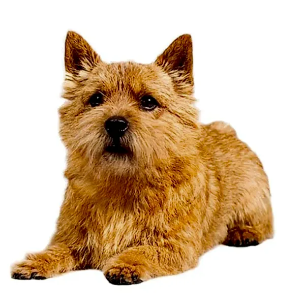 Норвич терьер