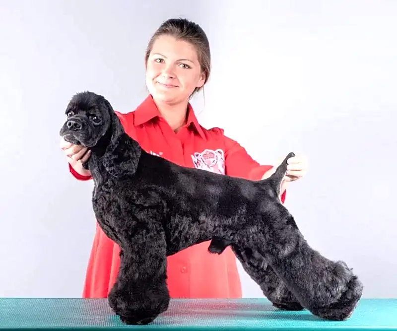 Домашняя стрижка кокера Щенок-клеш стрижка спины