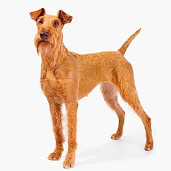 Ирландский терьер