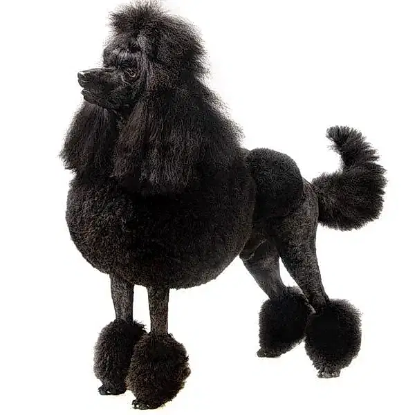 Пудель малый (до 55 см в холке)