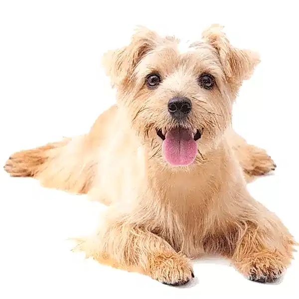 Норфолк терьер