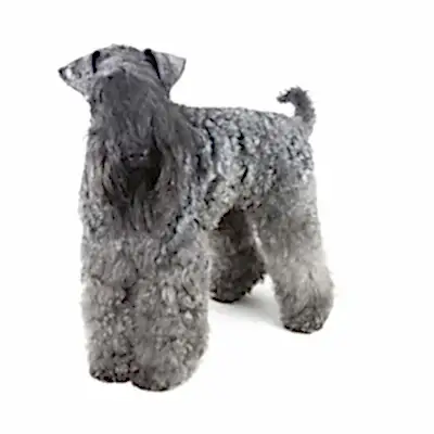 Керри блю терьер