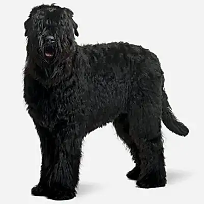 Черный русский терьер