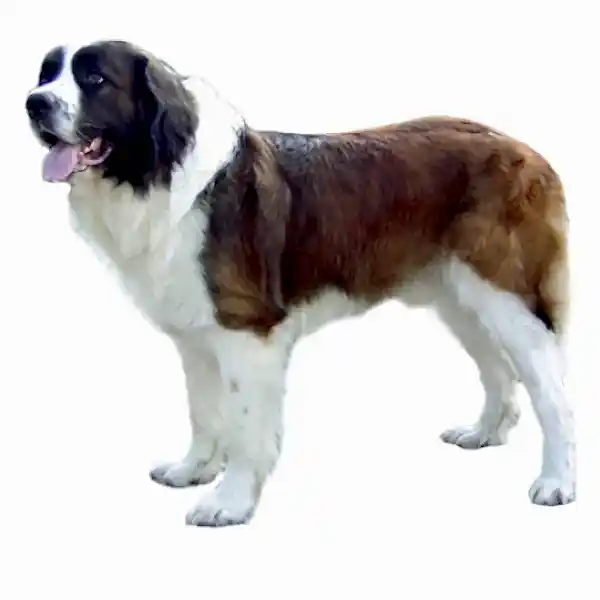 Алматинская сторожевая