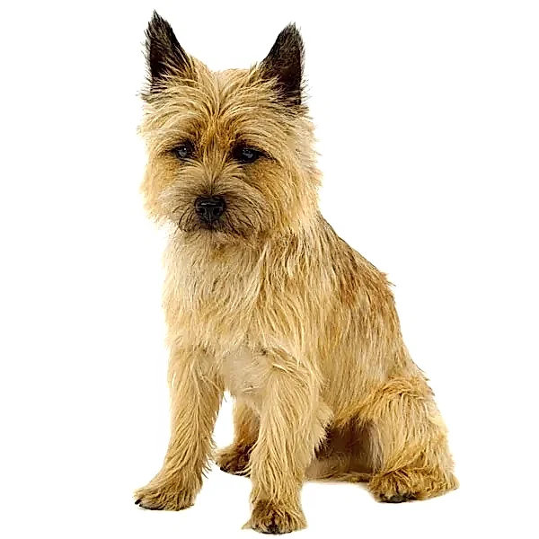 Керн терьер