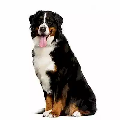 Бернский зенненхунд