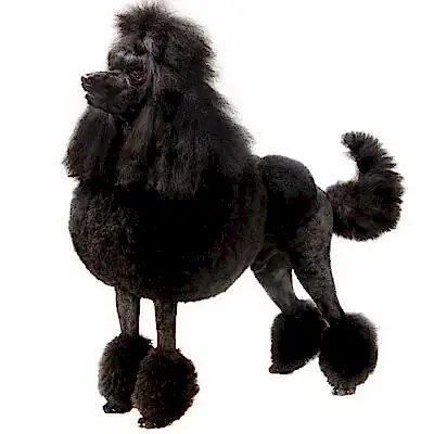 Пудель малый (до 55 см в холке)