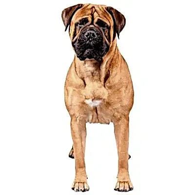 Бульмастиф