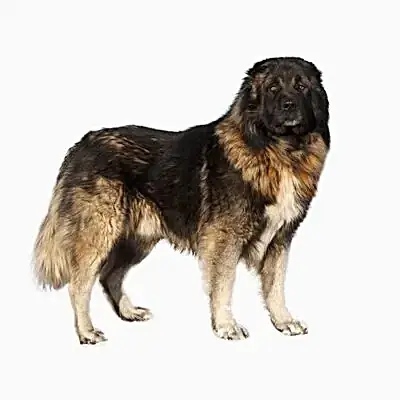 Кавказская овчарка