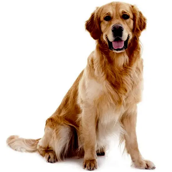 Золотистый ретривер