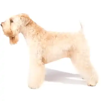 Пшеничный терьер мягкошерстный