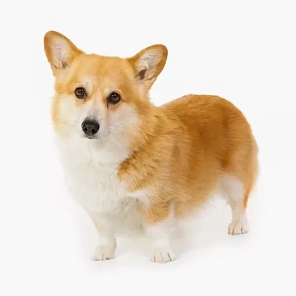 Вельш корги