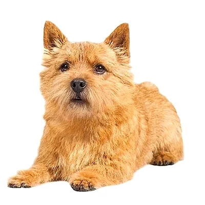 Норвич терьер