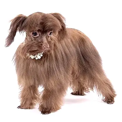 Петербургская орхидея