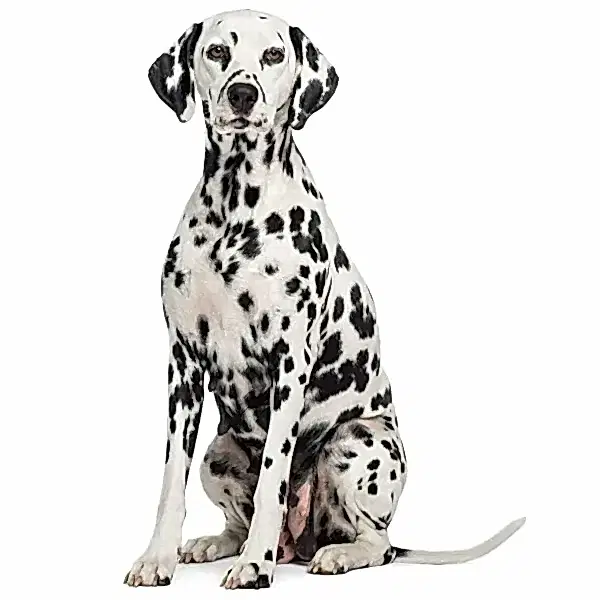 Далматинец