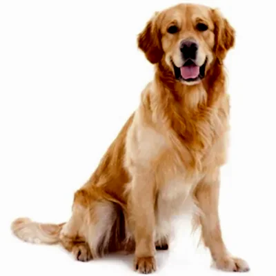 Золотистый ретривер