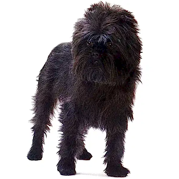 Аффенпинчер