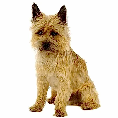 Керн терьер